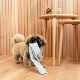 DADWAYPET ダッドウェイペット FAD ファッド ノーティードッグ・トイ マフラー ベア 犬用おもちゃ