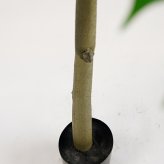観葉植物 造花 コーヒーの木 BROWN 全高約205cm 大型 フェイクグリーン 高級 本物そっくり リアル おしゃれ インテリア 人工観葉植物 アーティフィシャルグリーン カフェ オフィス 店舗 ホテル 開店祝い 室内 リビング 玄関 風水 コーヒーノキ