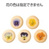 エディブルフルールクッキー 〈AS138〉 オーシャンテール スイーツ OCEAN&TERRE スウィーツ 出産内祝い 結婚内祝い 新築内祝い 結婚式 菓子折り 手土産 お菓子 otsv6