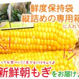 イエロースイートコーン 北海道 とうもろこし 8本入 送料無料 ※沖縄は送料別途加算