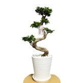 現品 ガジュマル 観葉植物 曲がり 8号鉢苗 大型 盆栽 登り樹 昇り竜 室内 珍しい 希少種 多幸の木 幸福をもたらす精霊が住むガジュマルの木 おしゃれなインテリア 結婚祝い 新築祝い 開店祝い 開業祝い 誕生日 母の日 父の日 記念日 プレゼントギフト 肥料別売り 敬老の日