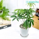 PLANCHU 観葉植物 アンスリウム ポリスキスツム 4号鉢 受け皿付き 育て方説明書付き Anthurium polyschistum アンスリューム アロイド 原種系