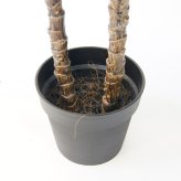 観葉植物 造花 ユッカ BROWN 全高約115cm 中型 フェイクグリーン 本物そっくり おしゃれ インテリア 人工観葉植物 アーティフィシャルグリーン オフィス 店舗 ホテル 開店祝い 室内 青年の木 エレファンティペス フェイク
