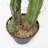 観葉植物 造花 柱サボテン BROWN 全高約118cm 中型 フェイクグリーン 本物そっくり おしゃれ インテリア 人工観葉植物 アーティフィシャルグリーン オフィス 店舗 ホテル 開店祝い 室内 サボテン カクタス フェイク