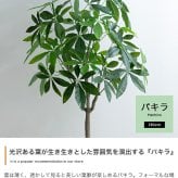照明 ライト パキラ 観葉植物 人工 フェイクグリーン 室内 リビング オフィス 一人暮らし 緑 インテリア 光触媒 空気清浄 消臭 抗菌 防汚 ホルムアルデヒド分解 おしゃれ 高さ150cm 造花 植木 鉢植え 新築祝い 開店
