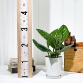 PLANCHU 観葉植物 モンステラ ジェイドシャトルコック 4号鉢 受け皿付き 育て方説明書付き Monstera karsteniana `Jade Shuttlecock’ アロイド