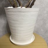 ガジュマル 観葉植物 八の字 8号鉢苗 大型 盆栽 末広がりの8の字 室内 珍しい 希少種 多幸の木 幸福をもたらす精霊が住むガジュマルの木 おしゃれなインテリア 結婚祝い 新築祝い 開店祝い 開業祝い 誕生日 母の日 父の日 記念日 プレゼントギフト 肥料別売り 敬老の日