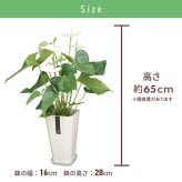 アンスリウム 白 シエラホワイト 6号 カラーポット 高さ約65cm 観葉植物