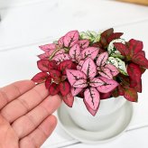 PLANCHU 観葉植物 ヒポエステス ミックス植え 3.5号鉢 受け皿付き 育て方説明書付き Hypoestes phyllostachya cv.