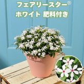 フェアリースター 苗 ホワイト 1株 3号ポット サントリーフラワーズ ｜トレニア｜星形小花が咲き続ける夏の花苗｜鉢植え・花壇におすすめ｜肥料付き ハンギング プランター