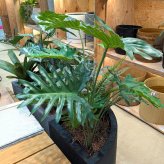 観葉植物 造花 セローム BROWN 全高約70cm 卓上・小型 フェイクグリーン 本物そっくり おしゃれ インテリア 人工観葉植物 アーティフィシャルグリーン オフィス 店舗 ホテル 開店祝い 室内 ミニ フィロデンドロン フェイク