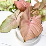 PLANCHU 観葉植物 シンゴニウム ネオン 4号樹脂鉢 ホワイト サスティー付き 受け皿付き 育て方説明書付き Syngonium podophyllum ‘Neon’ アロイド