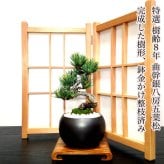 盆栽 松 樹齢8年 特選 五葉松 小品盆栽 育て方ガイド付 送料無料 無料ラッピング 趣味 曲付き太幹 高松五葉松 縁起の良い松 新しい趣味 植物 盆栽 松 室内 初心者 おしゃれ 盆栽 ミニ観葉 誕生日 敬老の日 父の日 プレゼント フラワーギフト 送料無料