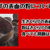 北海道産 朝採り生きくらげ 1kg 菌床栽培・無農薬 ぷりぷり肉質 送料無料 ※沖縄は送料別途加算