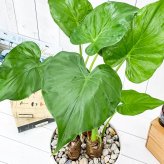 PLANCHU 観葉植物 アロカシア シマクワズイモ 8号平鉢 受け皿付き 育て方説明書付き Alocasia cucullata アロイド