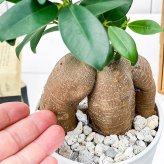 PLANCHU 観葉植物 ガジュマル 4号鉢 受け皿付き 育て方説明書付き Ficus microcarpa フィカス ミクロカルパ 精霊の宿る木