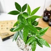 PLANCHU 観葉植物 パキラ ネジリ 実生株 5号樹脂鉢 ホワイト サスティー付き 受け皿付き 育て方説明書付き Pachira glabra 発財樹