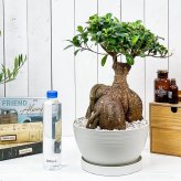 PLANCHU 観葉植物 ガジュマル 太幹大株 8号平鉢 受け皿付き 育て方説明書付き Ficus microcarpa フィカス ミクロカルパ 精霊の宿る木