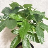 観葉植物 パキラ グラブラ 5本編み 5号 高さ約45cm マネーツリー 発財樹 縁起物 金運 風水 育てやすい 耐陰性 インテリア 玄関 リビング 新築祝い 開店祝い 開業祝い 移転祝い 周年祝い 引っ越し祝い 誕生日 お祝い ギフト プレゼント おしゃれ