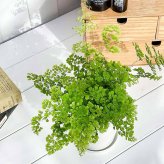 PLANCHU 観葉植物 アジアンタム ミクロフィラム 4号鉢 受け皿付き 育て方説明書付き Adiantum raddianum ‘Micropinnulum’ ミクロピンヌルム シダ植物