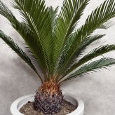現品 観葉植物 ソテツ 蘇鉄 高さ80cm 10号鉢苗 大型種類 大きい 鉢植え 和風 和室 南国 おしゃれな室内インテリア 日陰 風水 玄関 リビング 初心者におすすめ 簡単で育てやすい 耐陰性 部屋 屋外 かわいい ベランダ プレゼント ギフト 開店祝い 結婚祝い 窓際 テレビ横 モダン 贈答
