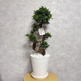 現品 ガジュマル 観葉植物 曲がり 8号鉢苗 大型 盆栽 登り樹 昇り竜 室内 珍しい 希少種 多幸の木 幸福をもたらす精霊が住むガジュマルの木 おしゃれなインテリア 結婚祝い 新築祝い 開店祝い 開業祝い 誕生日 母の日 父の日 記念日 プレゼントギフト 肥料別売り 敬老の日