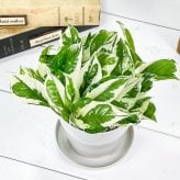 観葉植物 ポトス エンジョイ 3.5号鉢 3鉢セット 受け皿付き 育て方説明書付き Epipremnum pinnatum ‘N'Joy’ エピプレムヌム