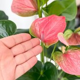 PLANCHU 観葉植物 アンスリウム スイートドリーム 6号鉢 受け皿付き 育て方説明書付き Anthurium andraeanum ‘Sweet Dream’ アンスリューム アロイド 鉢花 ピンク系