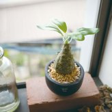 誕生日や記念日のプレゼントにおすすめ CT触媒コーデックス CT触媒 フェイクグリーン 人工観葉植物 造花 空気清浄 消臭 抗菌 インテリア 雑貨 おしゃれ ギフト