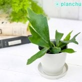 PLANCHU 観葉植物 プラティケリウム アルキコルネ 3.5号鉢 受け皿付き 育て方説明書付き Platycerium alcicorne アルシコルネ ビカクシダ コウモリラン シダ植物