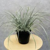 斑入り カレックス オシメンシス エベレスト 白緑 15cmポット苗 株 下草 常緑 多年草 グランドカバー カラーリーフ 庭 寄せ植えに 花壇 鉢植え 高耐寒性