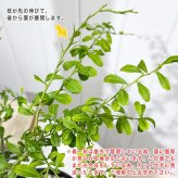 PLANCHU 亜熱帯果樹 シトラス フィンガーライム グリーンアリストンビル 6号スリット鉢 受け皿付き Citrus australasica cv. フルーツキャビア 柑橘苗