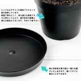 PLANCHU 多肉植物 サンセベリア サムライ ドワーフ 3号鉢 受け皿付き 育て方説明書付き Sansevieria ehrenbergii ‘Samurai Dwarf’ サンスベリア