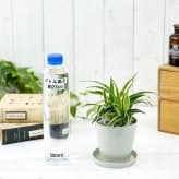PLANCHU 観葉植物 クロロフィツム シャムオリヅルラン 3.5号鉢 受け皿付き 育て方説明書付き Chlorophytum bichetii