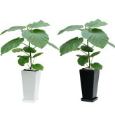 ウンベラータ 6号 角高陶器 高さ約70cm 観葉植物