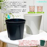 PLANCHU 観葉植物 エクメア フォスターズフェイバリット 5号鉢 受け皿付き 育て方説明書付き Aechmea ‘Foster's Favorite’ ブロメリア