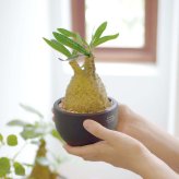 誕生日や記念日のプレゼントにおすすめ CT触媒コーデックス CT触媒 フェイクグリーン 人工観葉植物 造花 空気清浄 消臭 抗菌 インテリア 雑貨 おしゃれ ギフト
