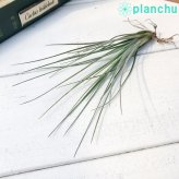 PLANCHU エアプランツ ティランジア カエトフィラ Mサイズ 1株 W8×H15cm前後 育て方説明書付き Tillandsia chaetophylla エアープランツ チランジア