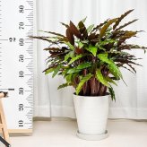 PLANCHU 観葉植物 カラテア ルフィバルバ 8号鉢 受け皿付き 育て方説明書付き Calathea rufibarba  大鉢 大株 充実株