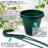 PLANCHU 観葉植物 ポトス グローバルグリーン 4号吊り鉢 育て方説明書付き PVP Epipremnum aureum ‘Global Green’  エピプレムナム アロイド