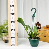 PLANCHU 観葉植物 プラティケリウム ネザーランズ 5号吊り鉢 育て方説明書付き Platycerium ‘Netherlands’ ネザーランド ビカクシダ コウモリラン シダ植物