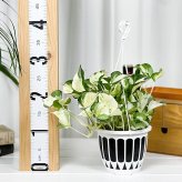 PLANCHU 観葉植物 ポトス ステータス 5号吊り鉢 育て方説明書付き PVP Epipremnum aureum ‘Status’ エピプレムナム アロイド