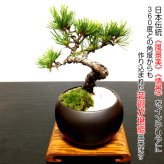 盆栽 松 樹齢7年 特選 五葉松 小品盆栽 育て方ガイド付 送料無料 無料ラッピング 趣味 曲付き太幹 高松五葉松 縁起の良い松 新しい趣味 植物 盆栽 松 室内 初心者 おしゃれ 盆栽 ミニ観葉 誕生日 敬老の日 父の日 プレゼント フラワーギフト 送料無料