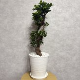 現品 ガジュマル 観葉植物 曲がり 8号鉢苗 大型 盆栽 登り樹 昇り竜 室内 珍しい 希少種 多幸の木 幸福をもたらす精霊が住むガジュマルの木 おしゃれなインテリア 結婚祝い 新築祝い 開店祝い 開業祝い 誕生日 母の日 父の日 記念日 プレゼントギフト 肥料別売り 敬老の日