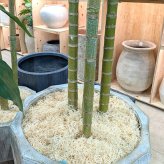 観葉植物 造花 セフリジヤシ BROWN 全高約350cm 特大 大型 フェイクグリーン 高級 本物そっくり リアル おしゃれ インテリア 人工観葉植物 アーティフィシャルグリーン 吹き抜け ロビー ホール オフィス 店舗 ホテル 開店祝い 室内 風水 ヤシの木 バンブーパーム