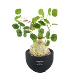 誕生日や記念日のプレゼントにおすすめ CT触媒コーデックス CT触媒 フェイクグリーン 人工観葉植物 造花 空気清浄 消臭 抗菌 インテリア 雑貨 おしゃれ ギフト