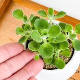 PLANCHU 観葉植物 アロマティカス 3号丸鉢 受け皿付き 育て方説明書付き Plectranthus hadiensis プレクトランサス ハーブ苗 虫除け植物