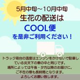 【Like a bouquet】生花のアレンジメント 花束のように見えて華やかな印象があります。新築のお祝いや開店のお祝いなど空間のインテリアのように飾ることができるお祝い花です 送料無料 生花 アレンジメント 誕生日 花 ギフト 送料無料 白 お祝いアレンジメント 御祝 記念日 開店御祝い 自宅用 お供え フラワーギフト 展示会 楽屋花 受付 おしゃれ 母の日 敬老の日 お中元 お歳暮