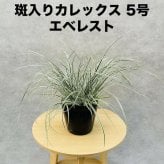斑入り カレックス オシメンシス エベレスト 白緑 15cmポット苗 株 下草 常緑 多年草 グランドカバー カラーリーフ 庭 寄せ植えに 花壇 鉢植え 高耐寒性