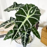 PLANCHU 観葉植物 アロカシア アマゾニカ ポリー 6号鉢 受け皿付き 育て方説明書付き Alocasia × amazonica ‘Polly’ アロイド